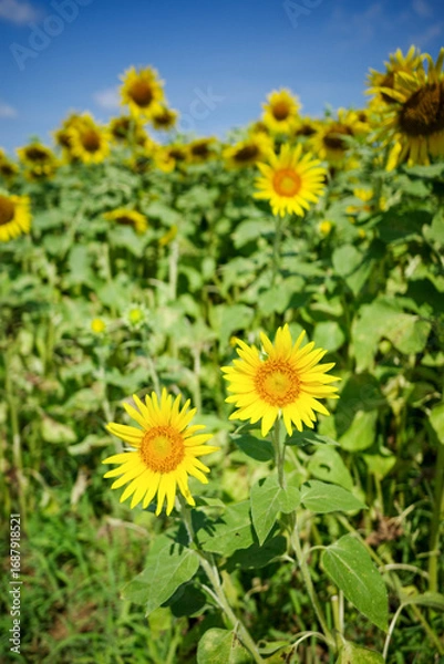 Fototapeta ひまわり畑の夏イメージ｜広告・バナー向け素材
