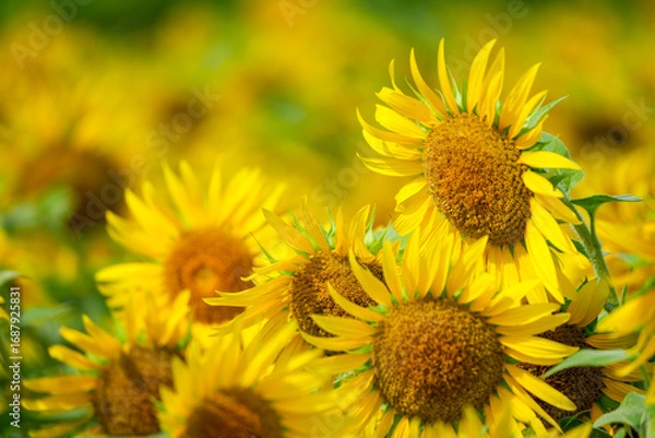 Fototapeta 群生するひまわりとボケ背景の夏素材｜明るい季節イメージ
