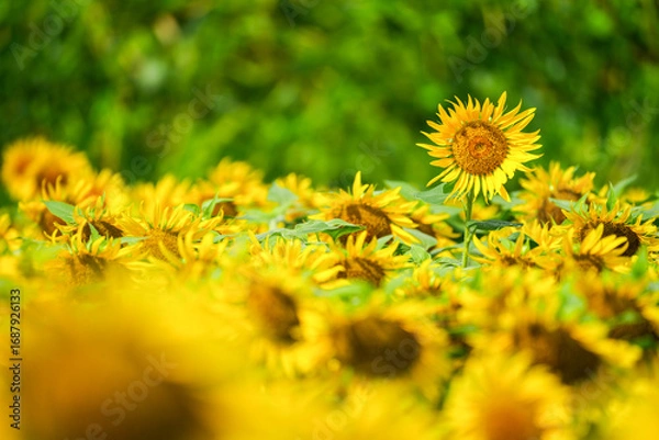 Fototapeta 群生するひまわりとボケ背景の夏素材｜明るい季節イメージ