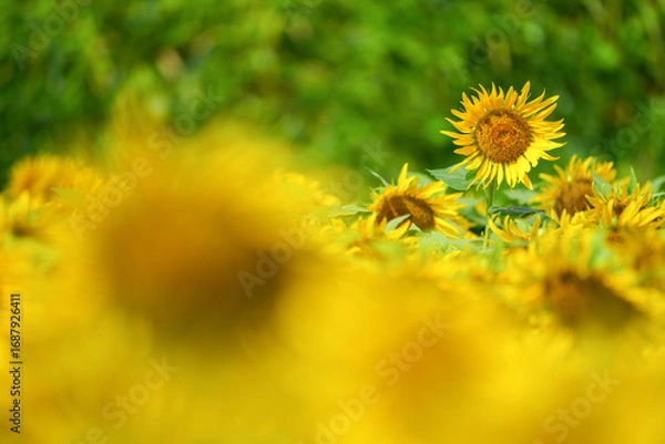Fototapeta 群生するひまわりとボケ背景の夏素材｜明るい季節イメージ