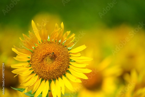 Fototapeta 群生するひまわりとボケ背景の夏素材｜明るい季節イメージ