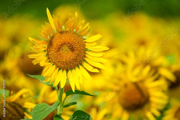 Obraz 群生するひまわりとボケ背景の夏素材｜明るい季節イメージ