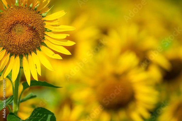 Fototapeta 群生するひまわりとボケ背景の夏素材｜明るい季節イメージ