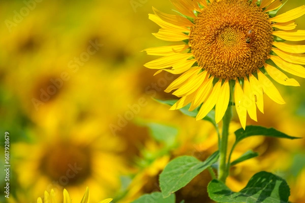 Obraz 群生するひまわりとボケ背景の夏素材｜明るい季節イメージ