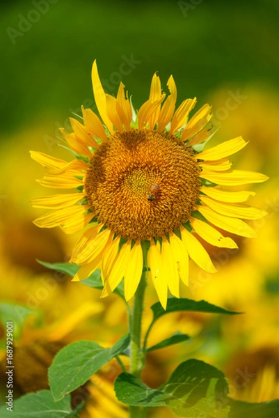 Obraz 群生するひまわりとボケ背景の夏素材｜明るい季節イメージ