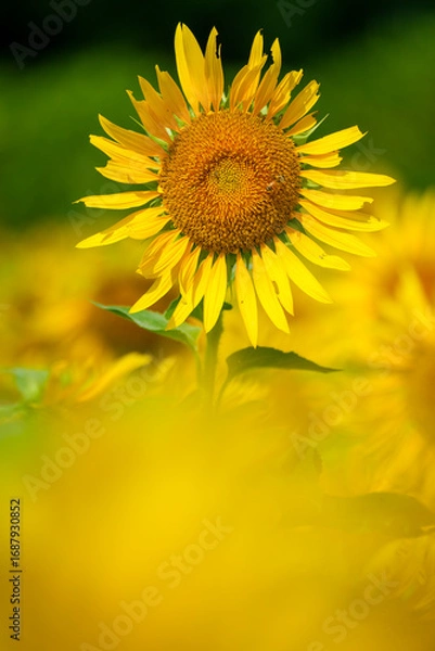 Fototapeta 群生するひまわりとボケ背景の夏素材｜明るい季節イメージ