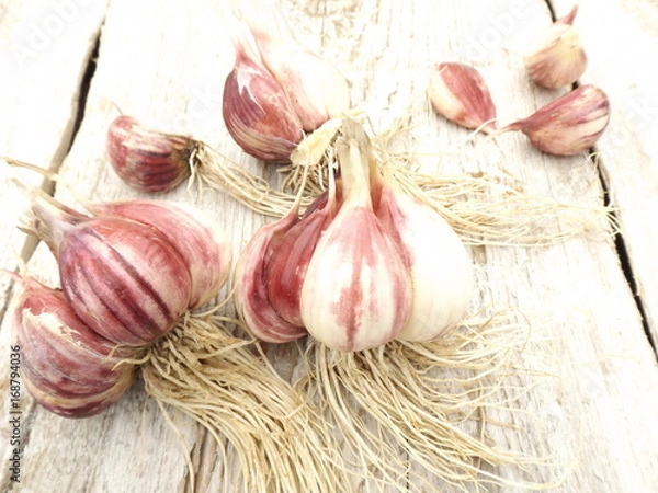 Obraz Garlic head with roots