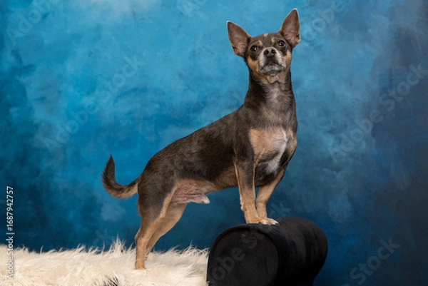 Obraz Studio dog posing against blue backdrop playful polished portrait