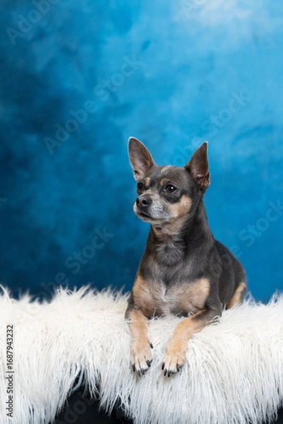 Obraz Studio dog posing against blue backdrop playful polished portrait