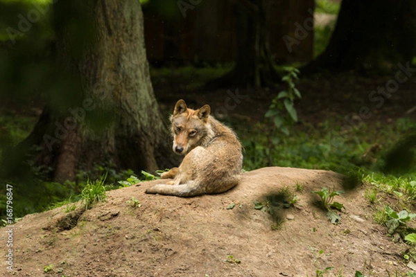 Obraz Wilk, Białowieski Park Narodowy