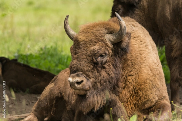 Obraz Żubr w stadzie