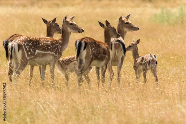 Obraz Samice danieli z młodymi