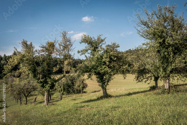 Obraz Alte Apfelbäume
