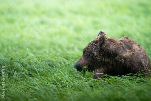 Obraz Mcneil River Brown Bear