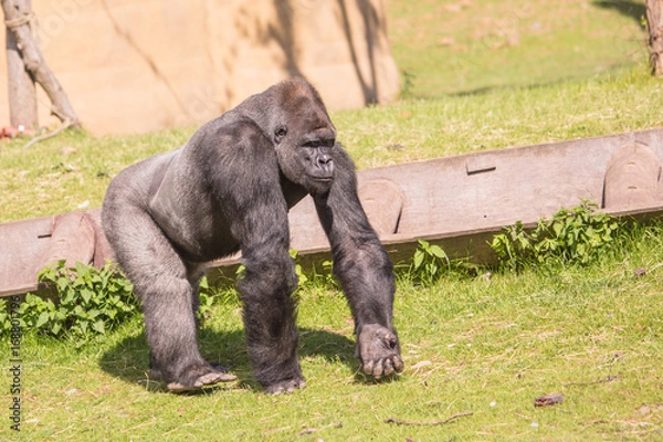 Fototapeta Gorille