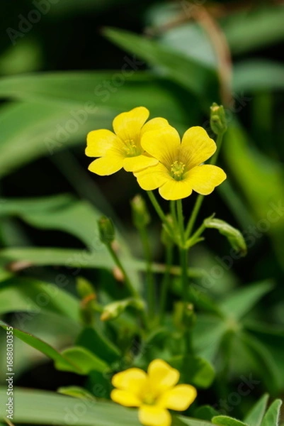 Fototapeta 黄色いカタバミの花