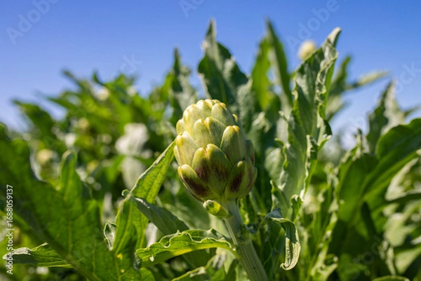 Obraz Alcachofa, Alcaucil