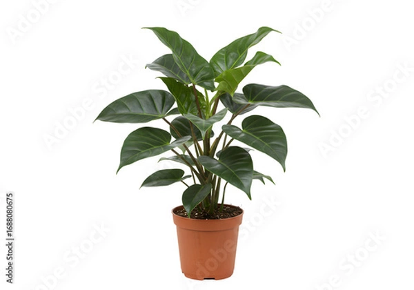 Obraz Isolated Green Houseplant In Brown Pot With Transparent Background Photo