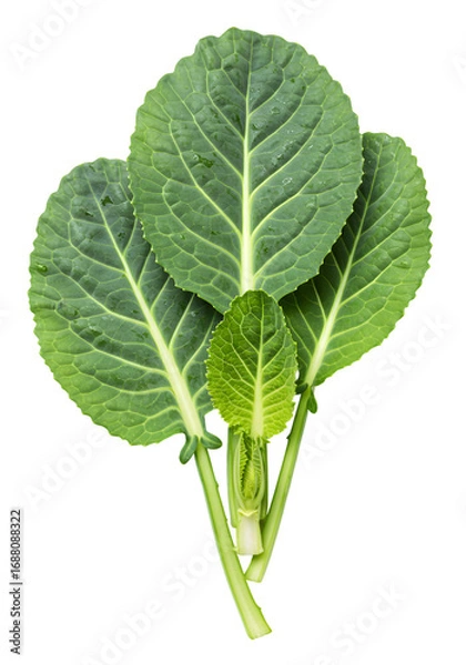 Fototapeta Isolated Green Leaves with Water Droplets on Black Background Photo