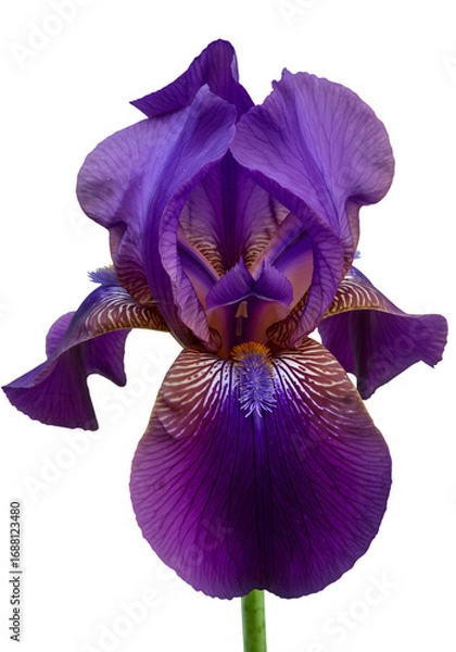 Obraz Isolated Iris Flower with Purple Petals on Transparent Background Photo