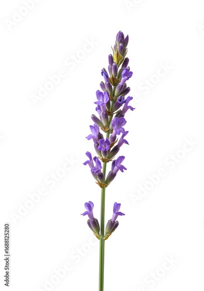 Obraz Isolated Lavender Flower Photo with Purple Petals and Black Background