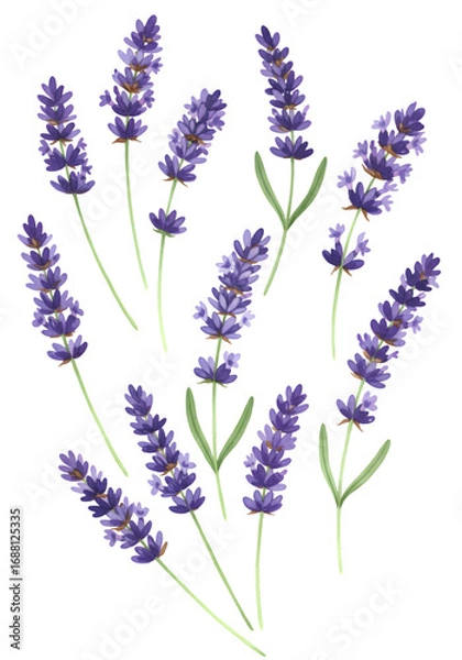 Obraz Isolated Lavender Flowers Illustration Against a Black Transparent Background