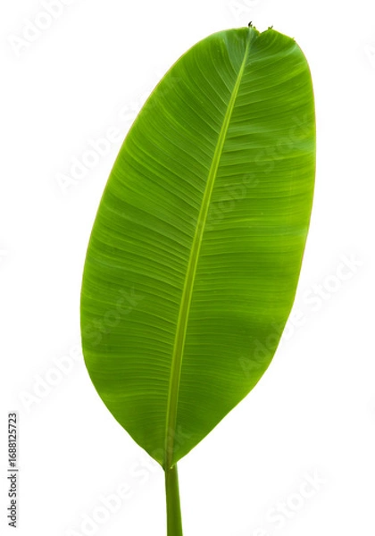 Obraz Isolated Leaf Photo on Black Background Showing Green Leaf Veins Texture