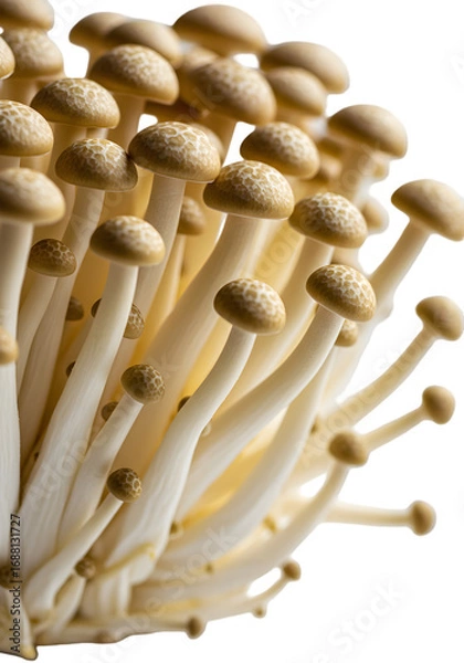 Obraz Isolated Mushrooms with Brown Caps and White Stems on Transparent Background Photo