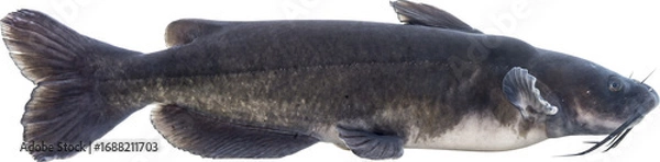 Obraz Channel Catfish Isolated On Transparent Background