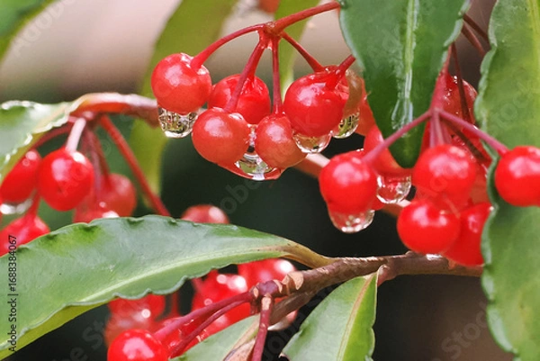 Obraz 縁起植物「マンリョウ（万両）」の赤い実から滴る雨のしずく