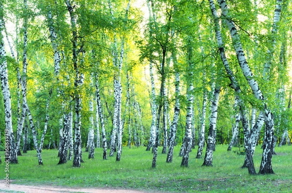 Fototapeta Birch Grove. Spring. Green foliage