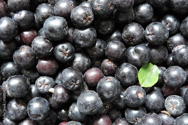Fototapeta A close-up of fresh ripe aronia berries decorated with a green leaf