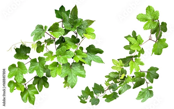 Obraz 緑が美しい葉っぱの切抜き素材（背景透過）