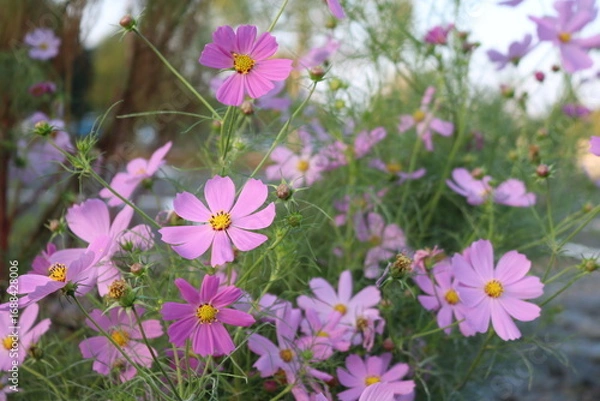 Obraz 秋の日　公園花壇に咲くコスモスの花
