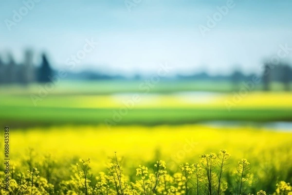 Fototapeta Sunny field of yellow flowers, with distant trees in the background, beneath a blue sky. Shallow depth of field