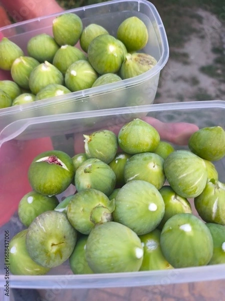 Obraz Green smokva in plastic box