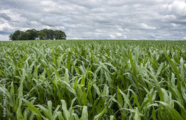 Fototapeta Green corn field with cloudy sky and trees in background