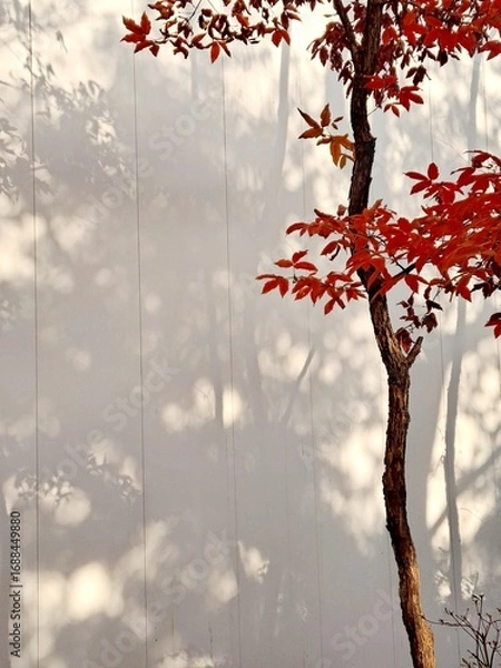 Fototapeta White wall with red maple tree leaves in autumn