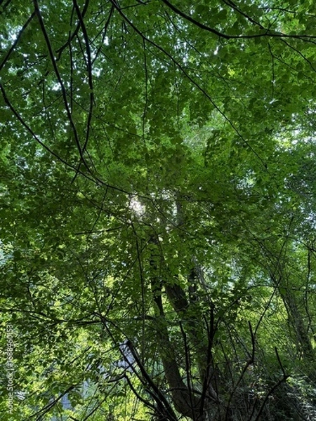 Obraz trees in the forest