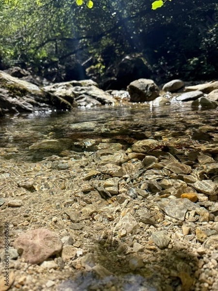 Obraz river in the forest