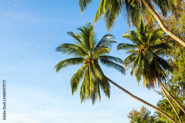 Fototapeta Green palm trees on blue sky background, coconut palms on tropical island sea beach, palm leaves, branches, jungle, summer holidays, vacation, travel banner, beautiful palm landscape, copy space