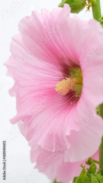 Fototapeta Pink flower close-up with soft background ambiance