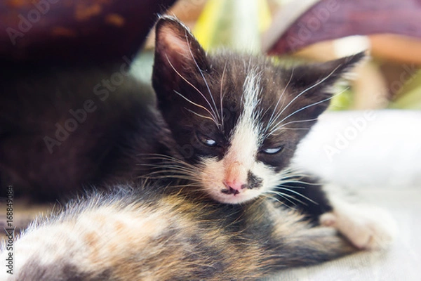 Obraz close up of  little cat sleeping