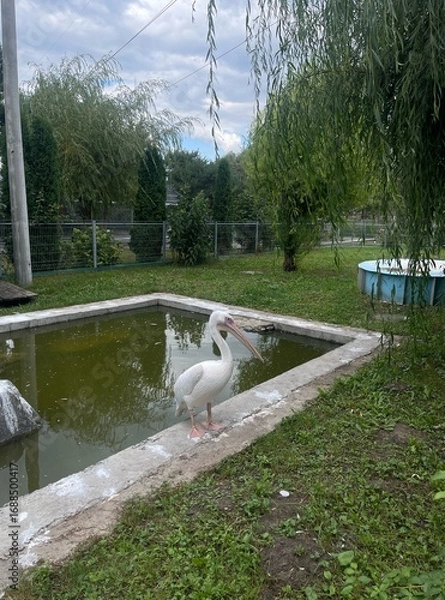 Obraz pelicans, pelicans in the zoo, two pelicans, birds, a bird that eats fish, a white bird with a long beak