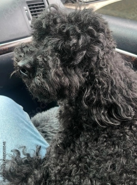 Obraz poodle, domestic dog, decorative dog breed, smart, hunting dog, performs in circus, good at training, black curly dog