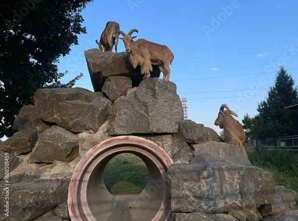 Obraz mountain goat, even-toed ungulate, horned animal, even-toed ungulate eats grass, herbivore, herbivorous even-toed ungulate, can live on a farm, can live in the mountains