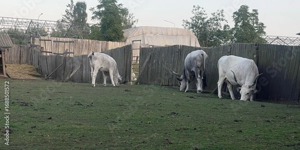 Obraz bull yak, even-toed ungulates, cattle, horned cow, herbivore, dairy animals