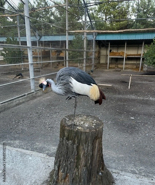 Obraz king crane, king crane in zoo, birds, feathers, flying birds with big wings and long and thin legs