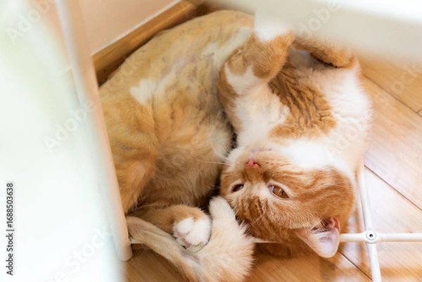 Obraz cat sleeping on the table