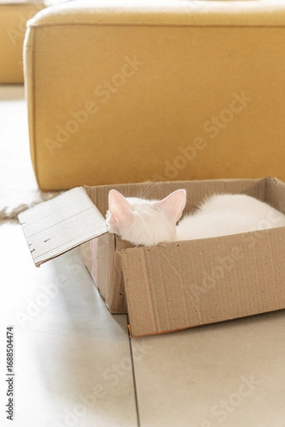 Obraz cat in a box